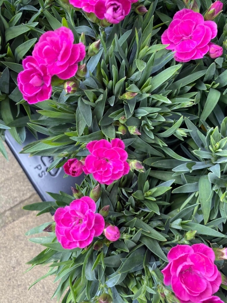 Cerise Dianthus