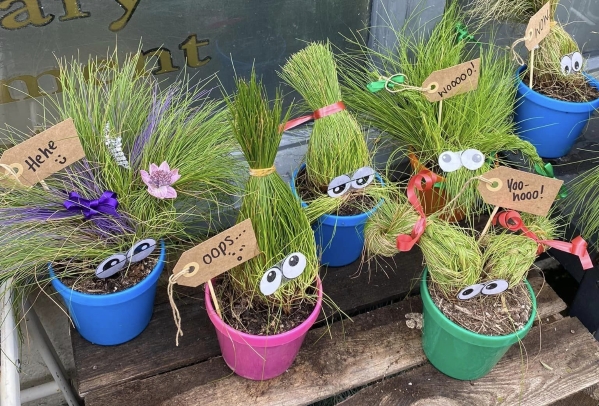 Crazy Hair Grass Plant!