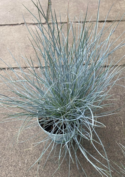 Festuca Grass