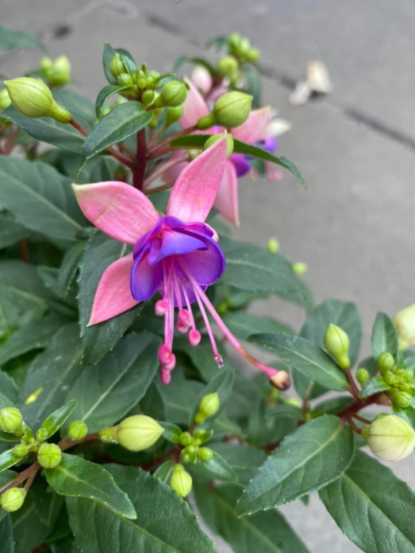 Fushia Pot