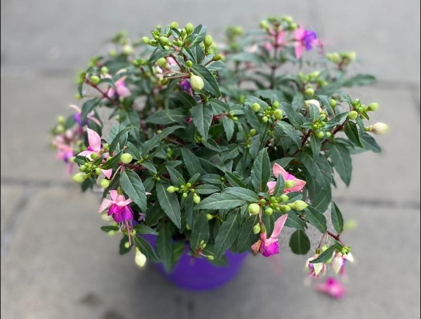 Fushia Pot