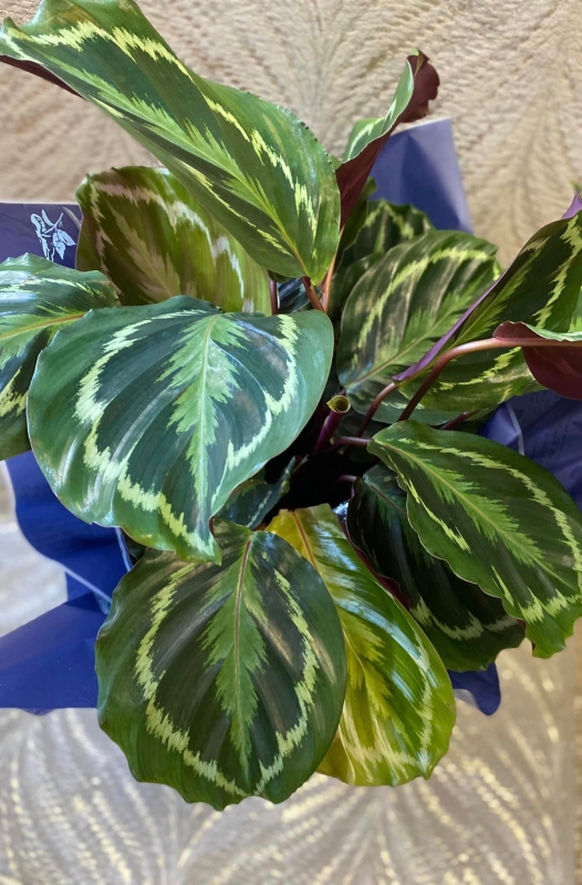 Gift Wrapped Large Calathea