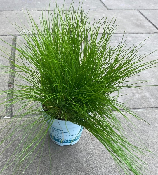 Green Festuca