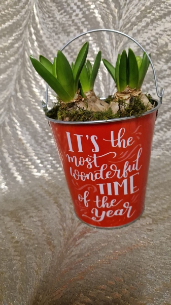 hyacinth buckets