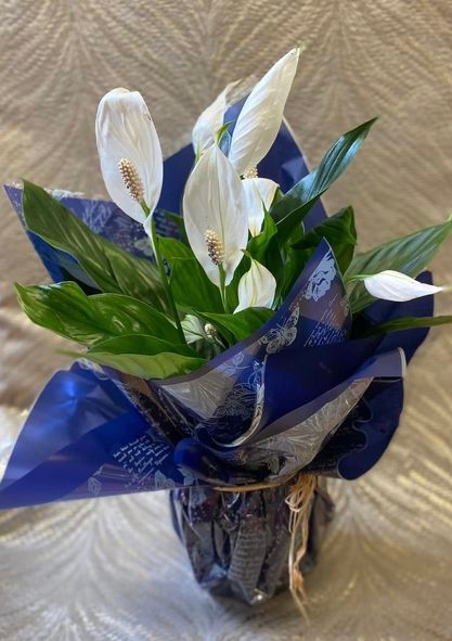 Large Calla Lily Plant Gift Wrapped