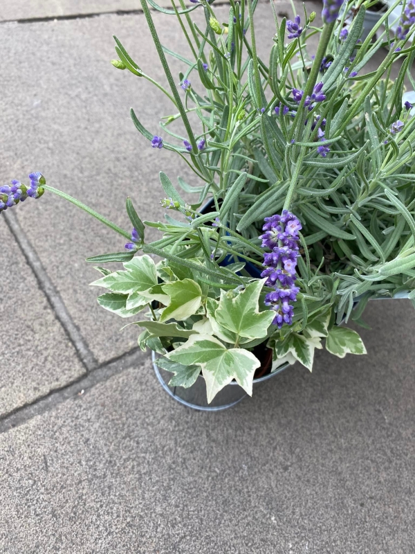 Lavender & Ivy Planter