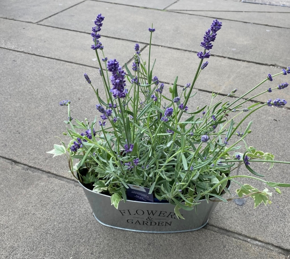 Lavender & Ivy Planter