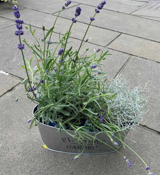 Lavender & Leucophyta Brownii Planter