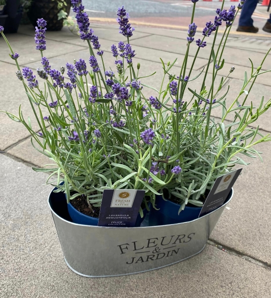 Lavender Planter