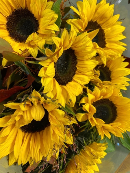 Sunflower Meadows