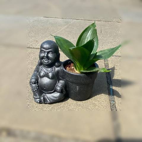 Buddha Plants