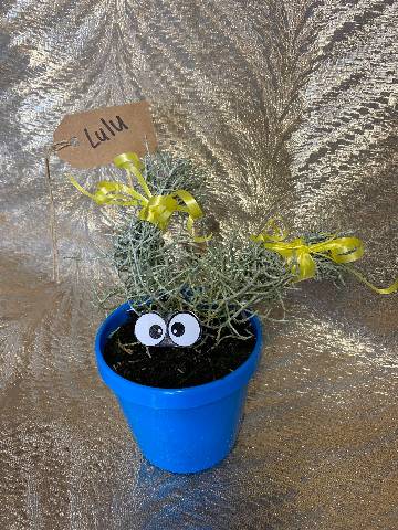 Crazy Hair Grass Plant!