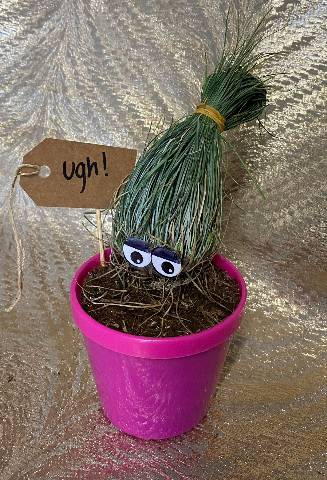 Crazy Hair Grass Plant!