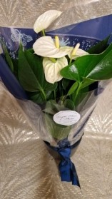 Anthurium plant gift wrapped