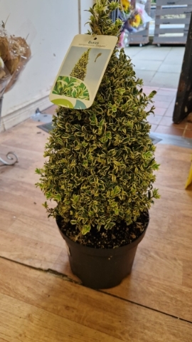 Buxus Tree