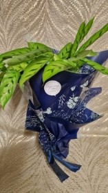 Calathea Plant gift wrapped