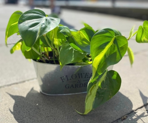 Heartleaf Philodendron