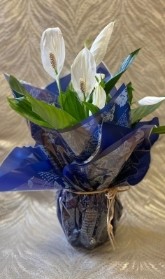 Large Calla Lily Plant Gift Wrapped