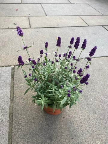 Lavender Plant