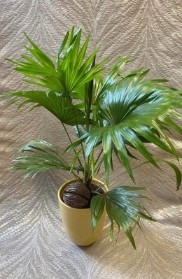 Livistona Rotundifolia