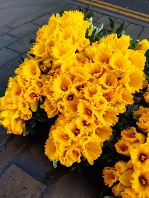 Mum in Daffodils