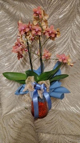 Phaelenopsis vase