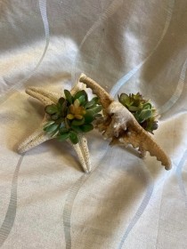 Starfish Succulent